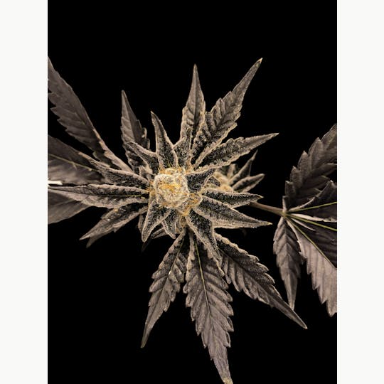 Above All Greenery - Brand - Popscotti - 1