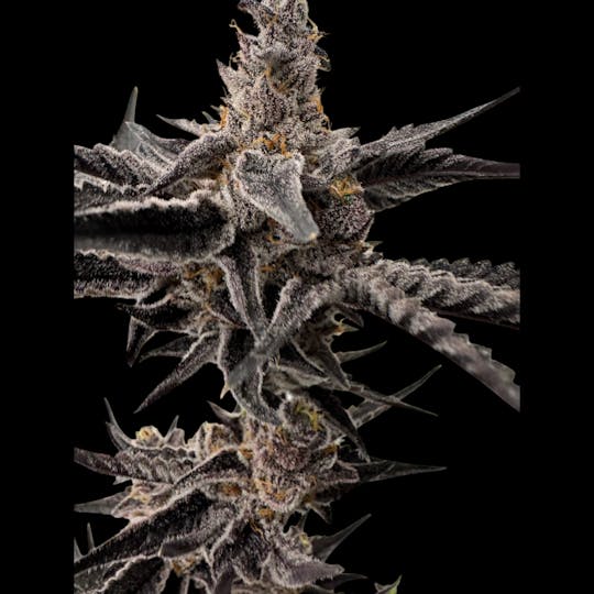 Above All Greenery - Brand - Dream Factory - 1