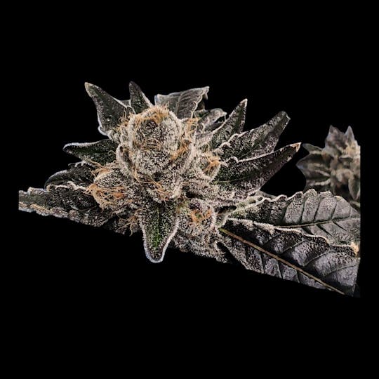 Above All Greenery - Brand - Florida Freeze - 1