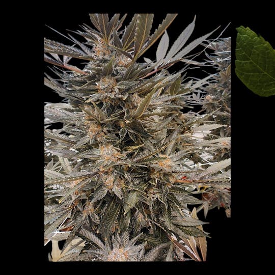 Above All Greenery - Brand - Citrus Squeeze - 1