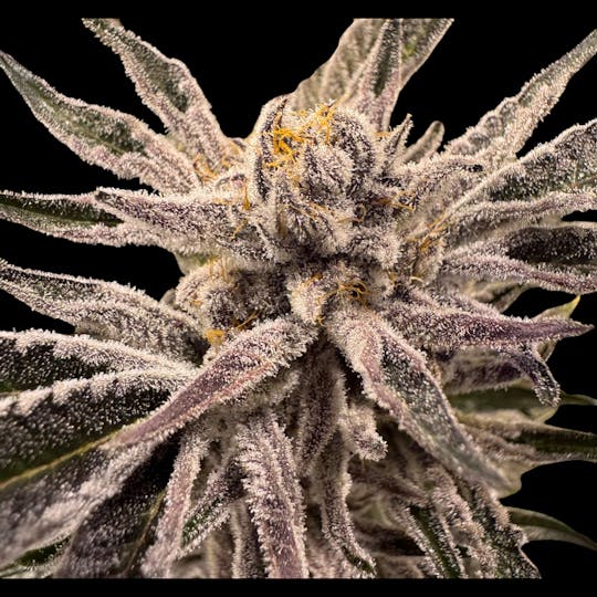 Above All Greenery - Brand - Candy Pave - 1