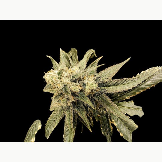 Above All Greenery - Brand - Glazed Apricot - 1