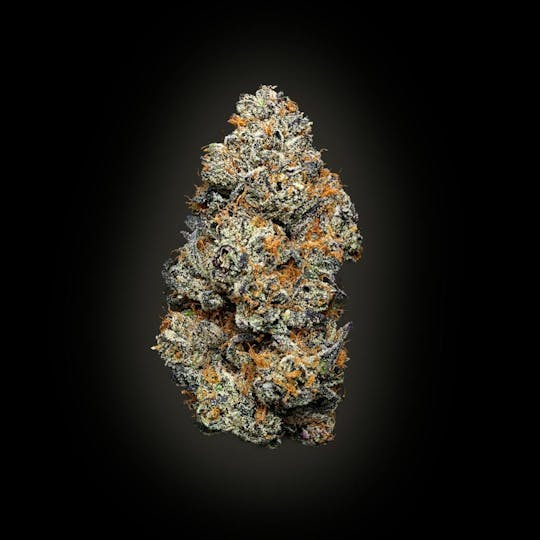 Auraz - Caleta Flower | White Truffle - 1