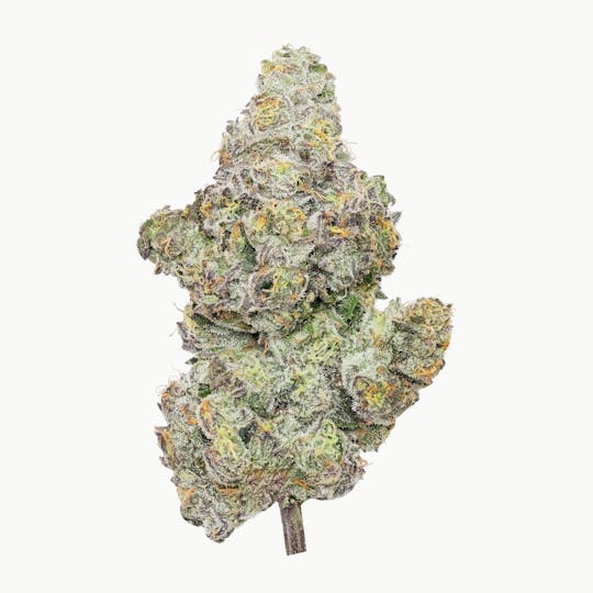 Enlighten - Purple Octane Jealousy - 1