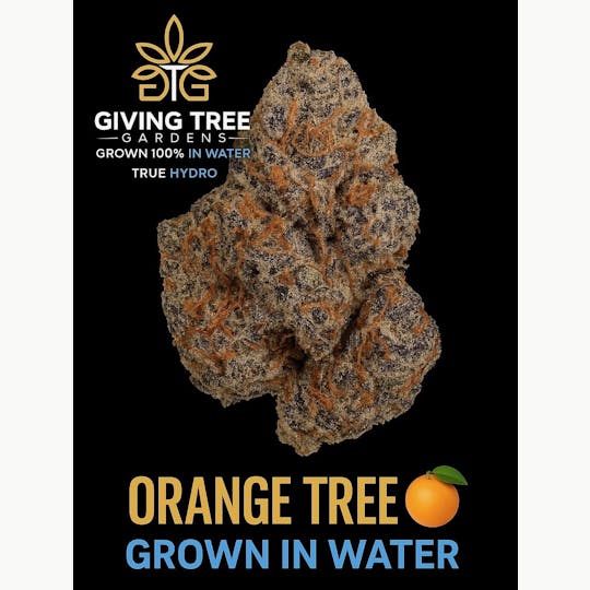 Giving Tree Gardens - Orange Tree Flower - 1