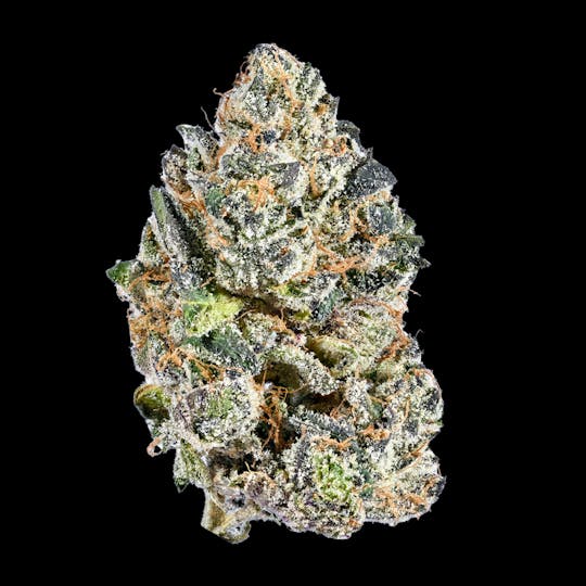 Tribal - Galactic Rntz 3.5G - 1