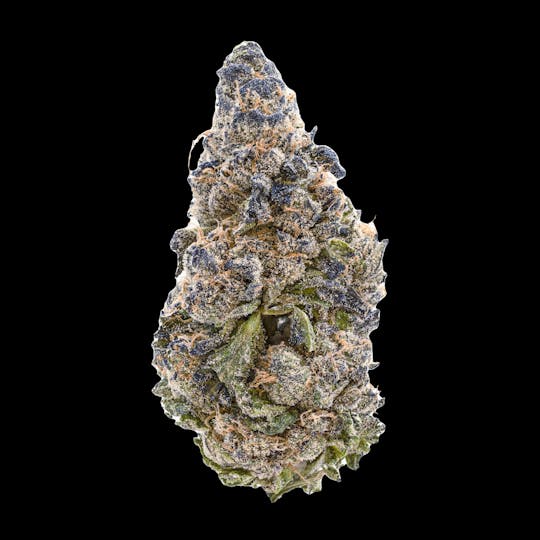 Tribal - Jigglers 3.5G - 1
