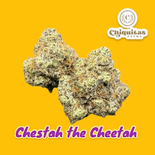 Chiquitas Farms - Chestah The Cheetah - 1