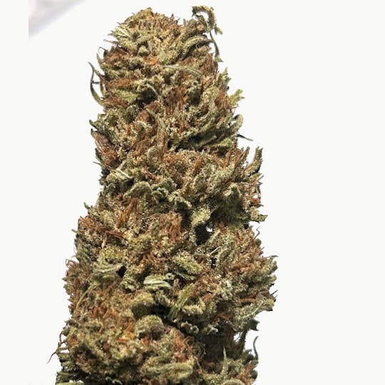 Daedalus Craft Cannabis - Zapotec - 1