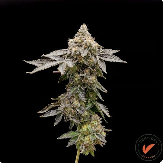 Vertical Cannabis - Strawberry Pave' Flower | 3.5G - 1