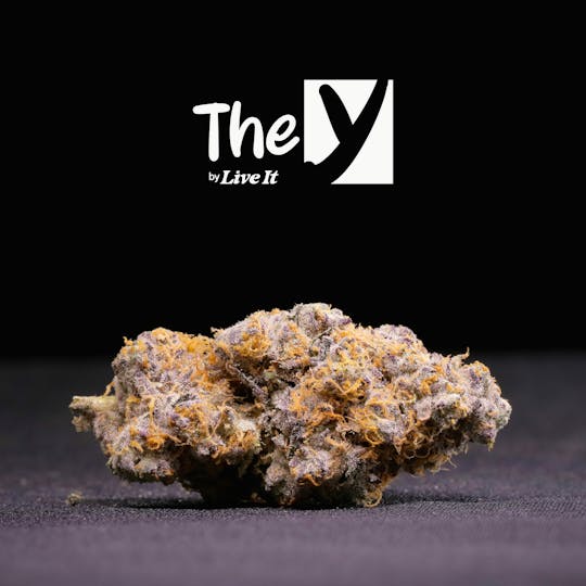 Live It - LIVE IT BUDS | THE Y - 1