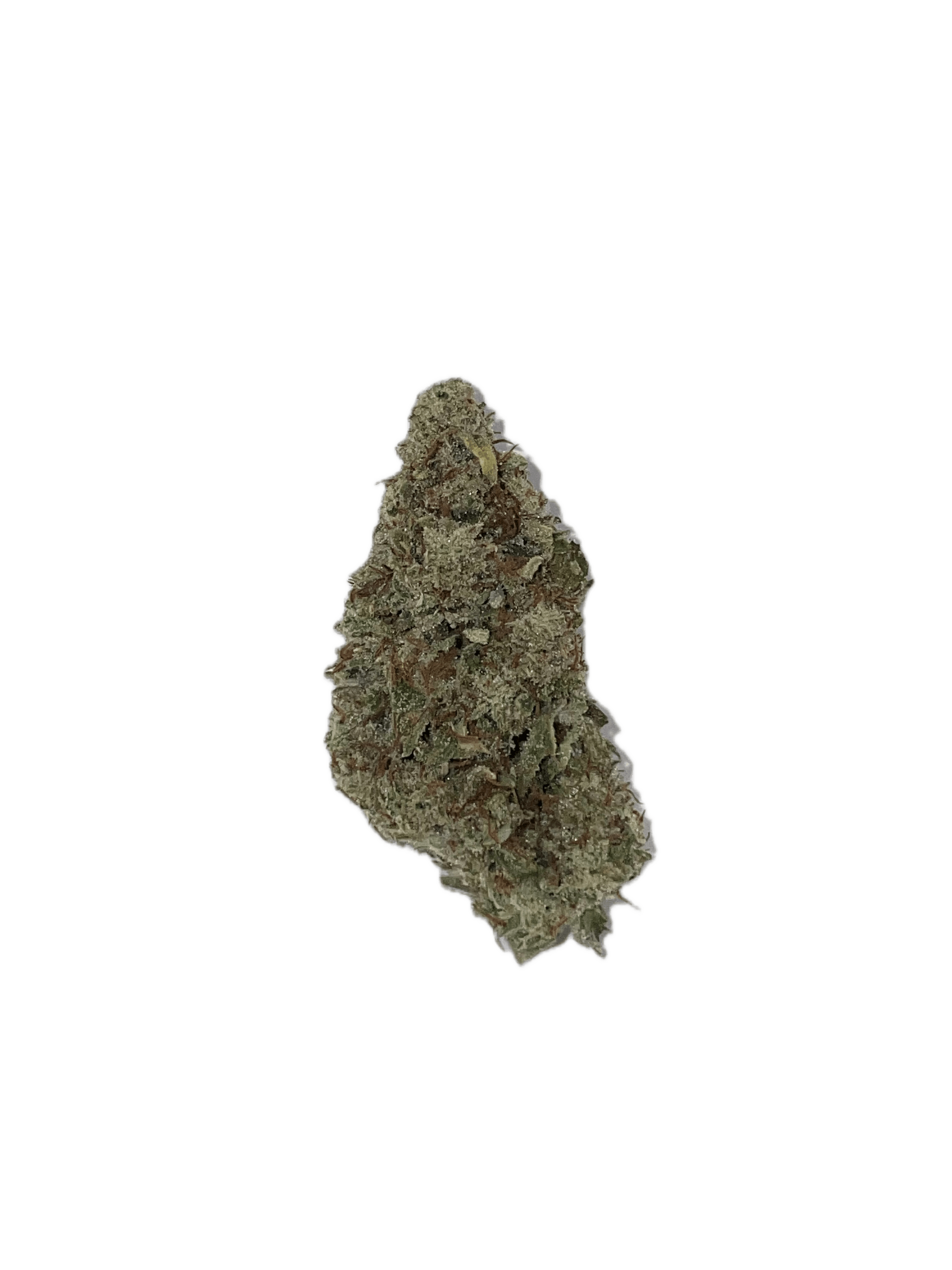 Dynastree - Northern Lights | 90% I 10% S - 1