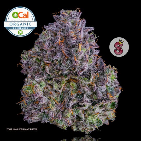 No Till Kings - Plasma Gas - 1