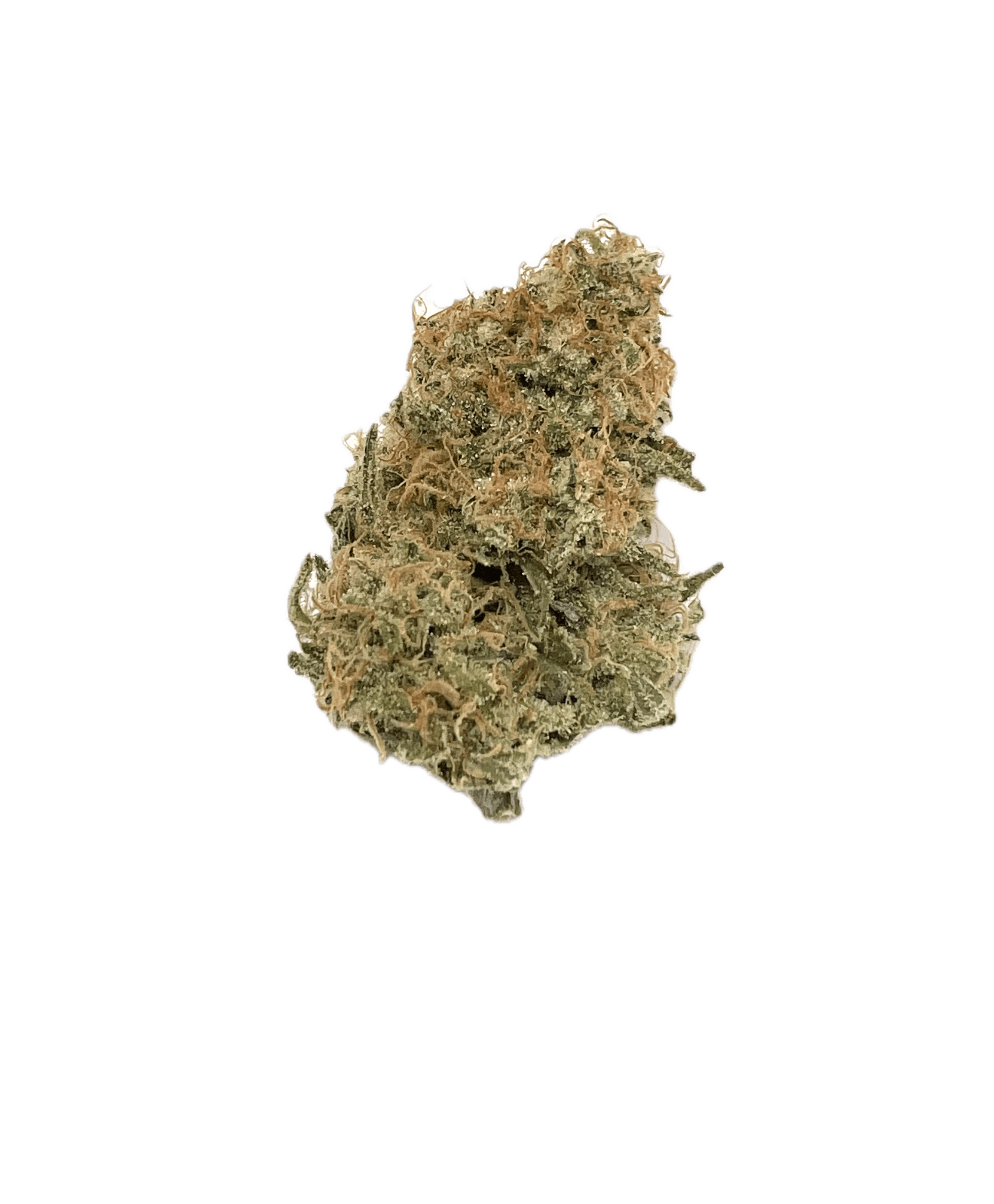 Dynastree - 🧀 Chiesel - 50% I 50% S - 1