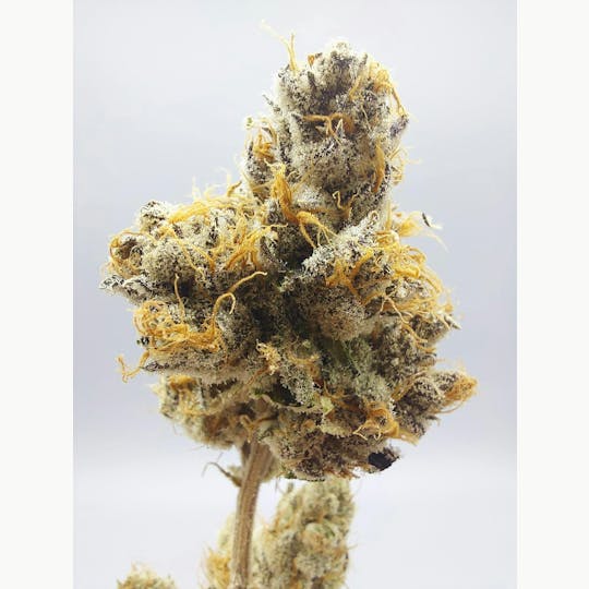 Ripple Wellness - Flower - BLOW OUT - Rainbow Reserve #7 - 1
