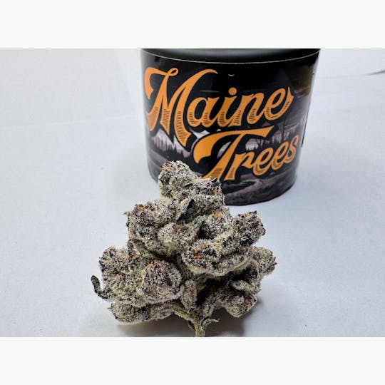 Eclipse Maine - Maine Trees - Blue Lobster - 1