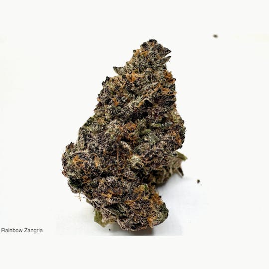 Eclipse Maine - Maine Trees - Rainbow Zangria - 1