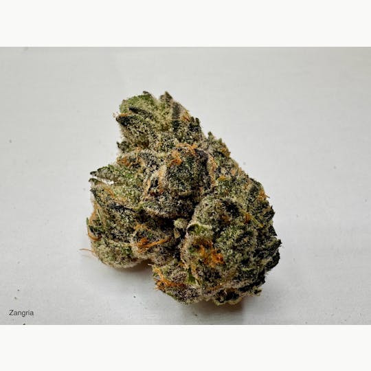 Eclipse Maine - Maine Trees - Zangria - 1