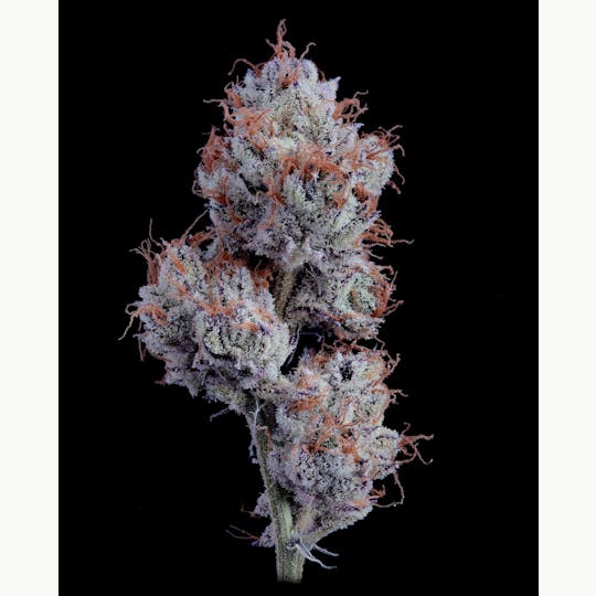 Auraz - Premium Flower | Zashimi - 1