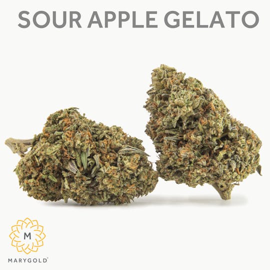 Marygold - Sour Apple Gelato 14g (27% THC Indica) - 1