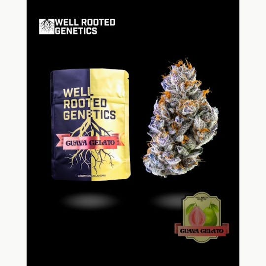 Well Rooted Genetics - Guava Gelato - 1