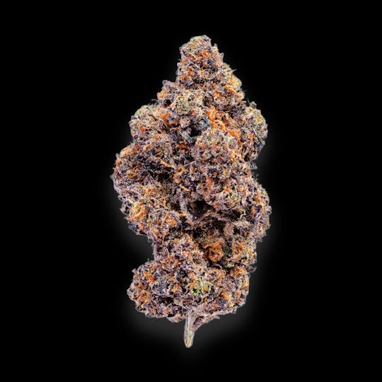 Auraz - Caleta Flower | Sunset Sherbet - 1