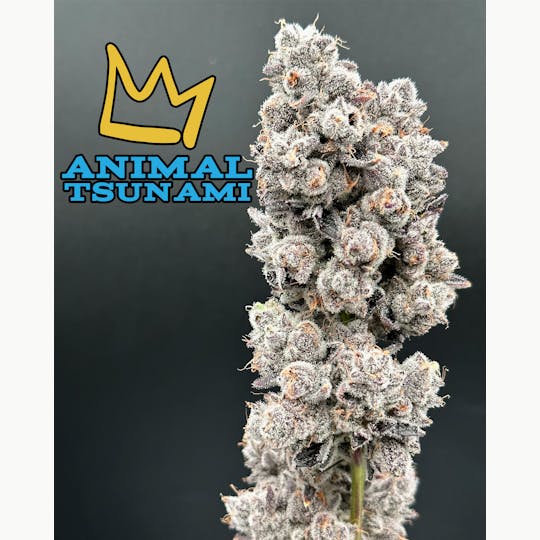 Green Dynasty - Animal Tsunami Exotic Flower Flower - 1