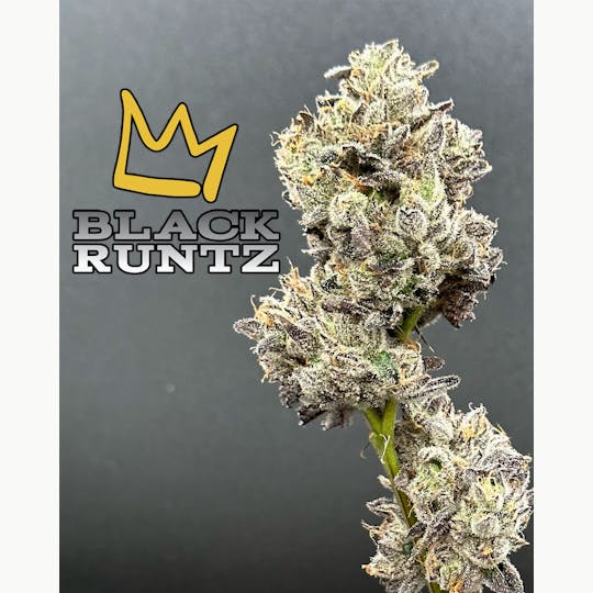 Green Dynasty - Black RuntZ Exotic Flower Flower - 1