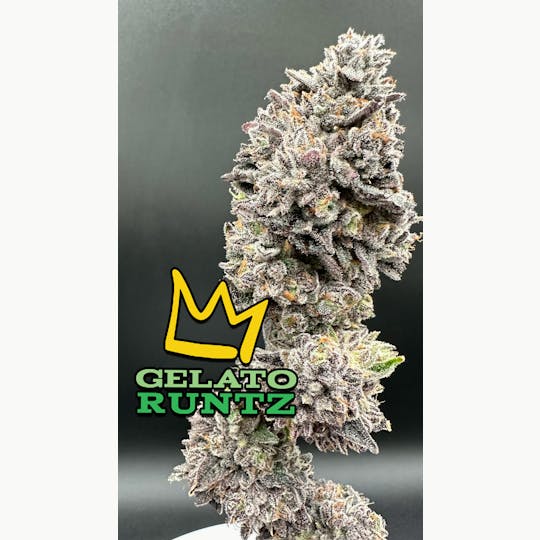 Green Dynasty - Gelato RuntZ Exotic Flower Flower - 1