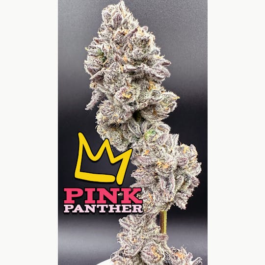 Green Dynasty - pink panther Exotic Flower Flower - 1