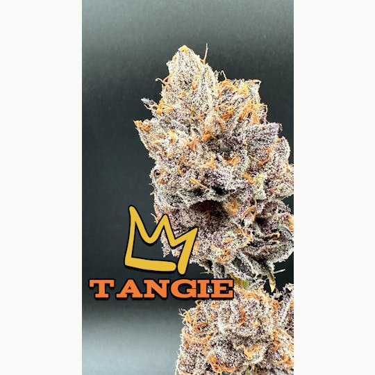 Green Dynasty - Tangie Exotic Flower Flower - 1