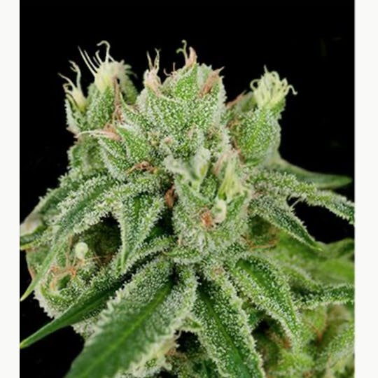 Stella's Farm - Banana Split - 1