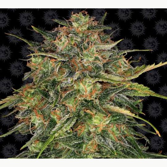 Stella's Farm - Cheese - 1