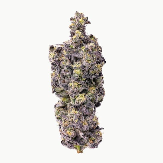 Purple Lotus - Blue Chip - Gusher Runtz 1g - 1