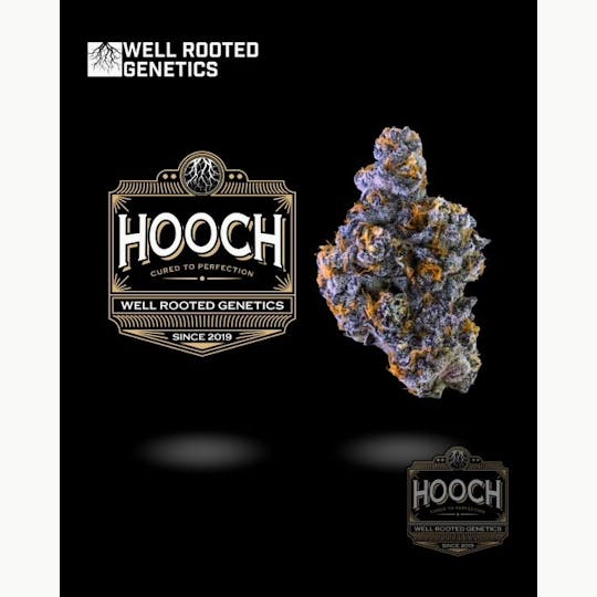 Well Rooted Genetics - Hooch - 1