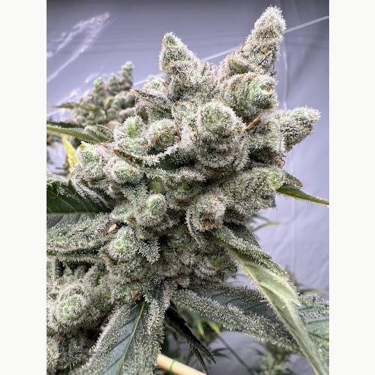 ITF - G13 Haze Pre-Roll - 1