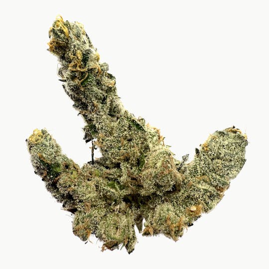 Northeast Alliance - Blue Cookies - 1