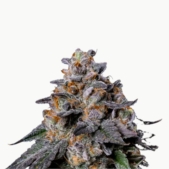 Baked Chicken Farm - BCF - Gelato 41 Flower - 1
