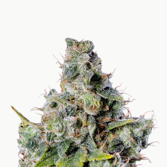 Baked Chicken Farm - BCF - God's Breath Flower - 1