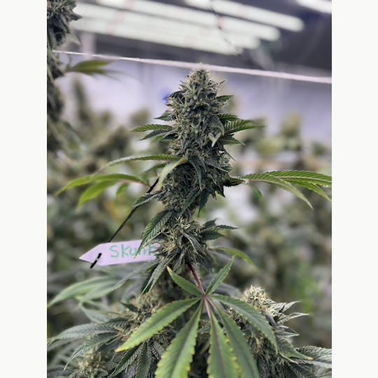ITF - Skunk 81 - 1