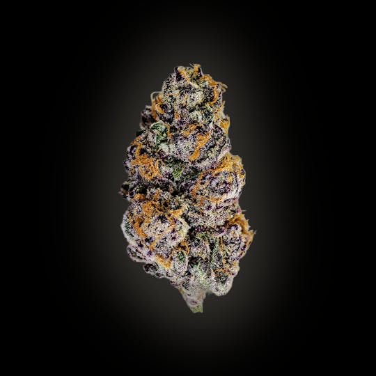 Auraz - Caleta Flower | Purple Punch - 1