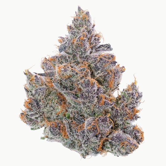 Fig Farms - International Orange - 1