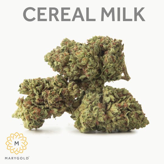 Marygold - Cereal Milk 3.5g (31% Hybrid) - 1