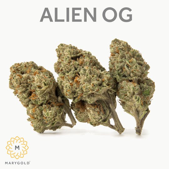 Marygold - Alien OG 14g - 1