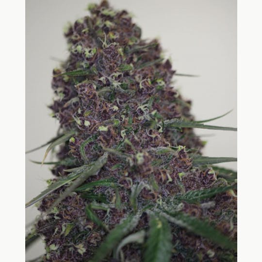 LA Native - Cherry Sprite - INDOOR MID BUDS - 1