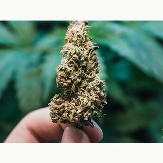 LA Native - LA Cake (Low-Shelf) - Indica - 1
