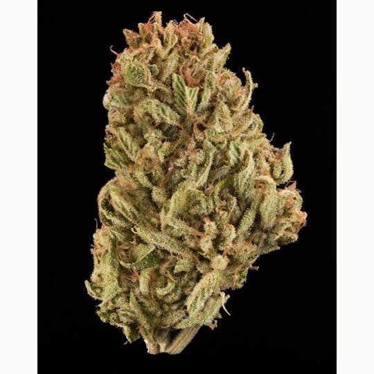 LA Native - 24K Jelly Roll - Sungrown - 1
