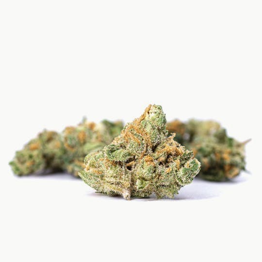 LA Native - Illuminati - INDOOR SMALLS - 1
