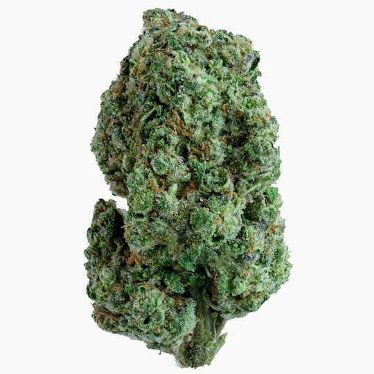 Gold Standard - GOLD STANDARD | LEMON CHERRY SHERBERT | 28G - 1