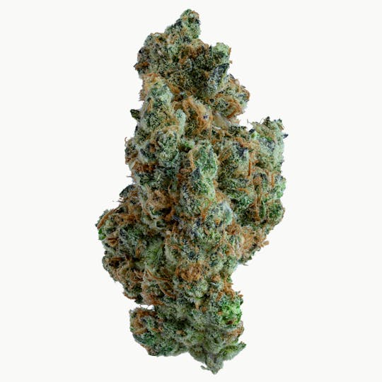 Gold Standard - GOLD STANDARD | APPLESCOTTI | 14G - 1